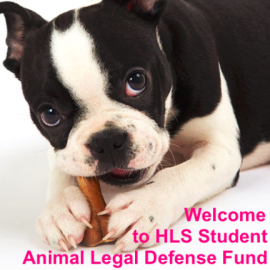Harvard Law School Animal Law Society – A student-run organization at Harvard Law School. Harvard Law School Animal Law Society – A student-run organization at Harvard Law School.