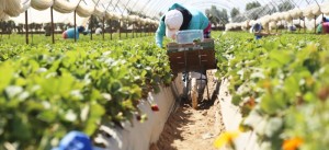 FL_Invisible-Hands_worker-Driscolls-700x320