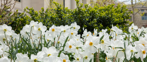 White flowers.